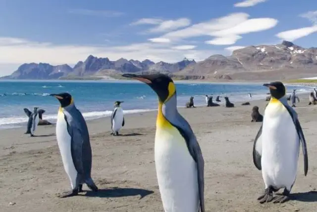 Hotels in South Georgia and the South Sandwich Islands